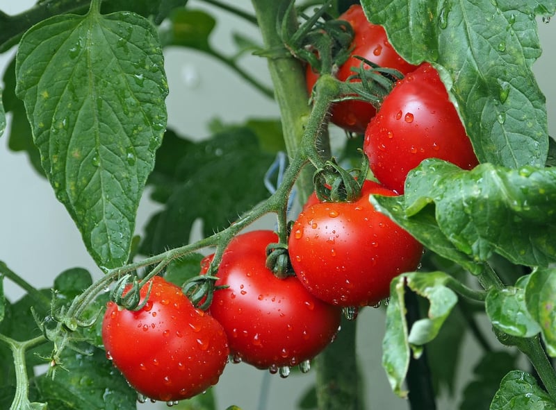 Caprese Skewers